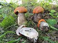 Leccinum versipelle-amf344-1